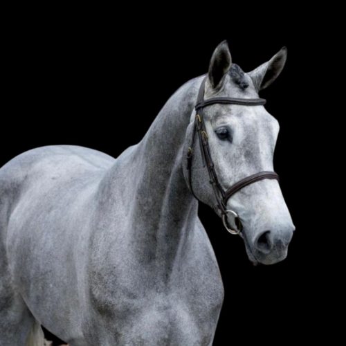 Never Give Up, grey gelding